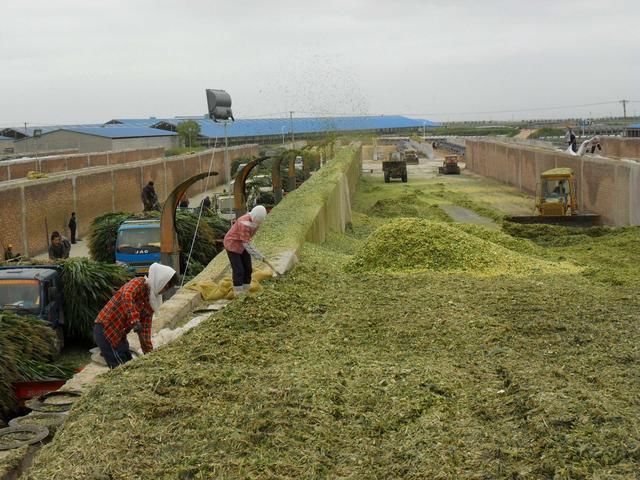 我國微生物發(fā)酵飼料研究進(jìn)展